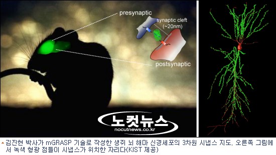 김진현박사가 mGRASP 기술로 작성한 생쥐의 뇌마.jpg