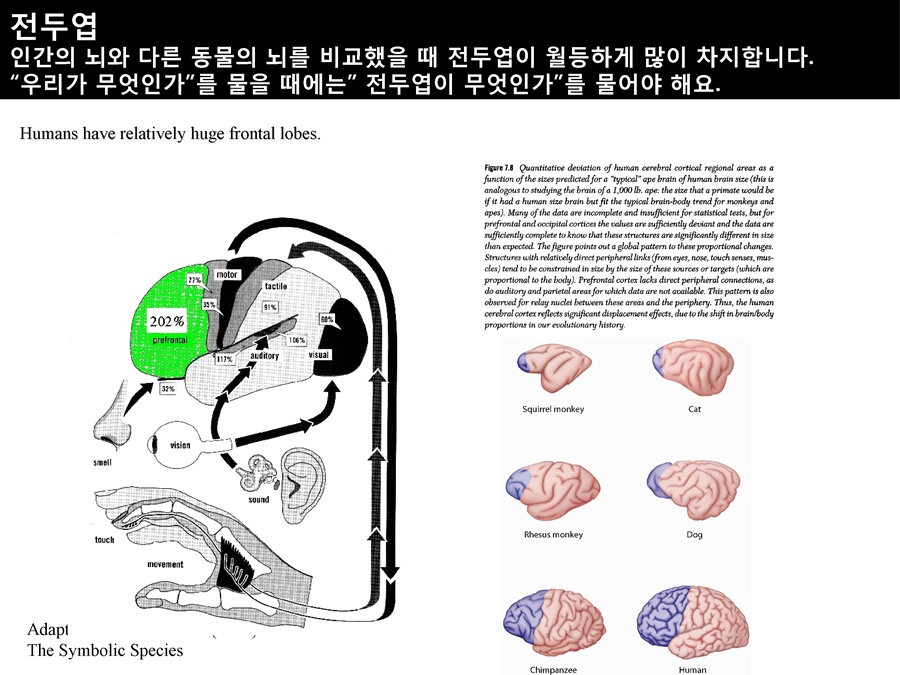 전두엽.jpg