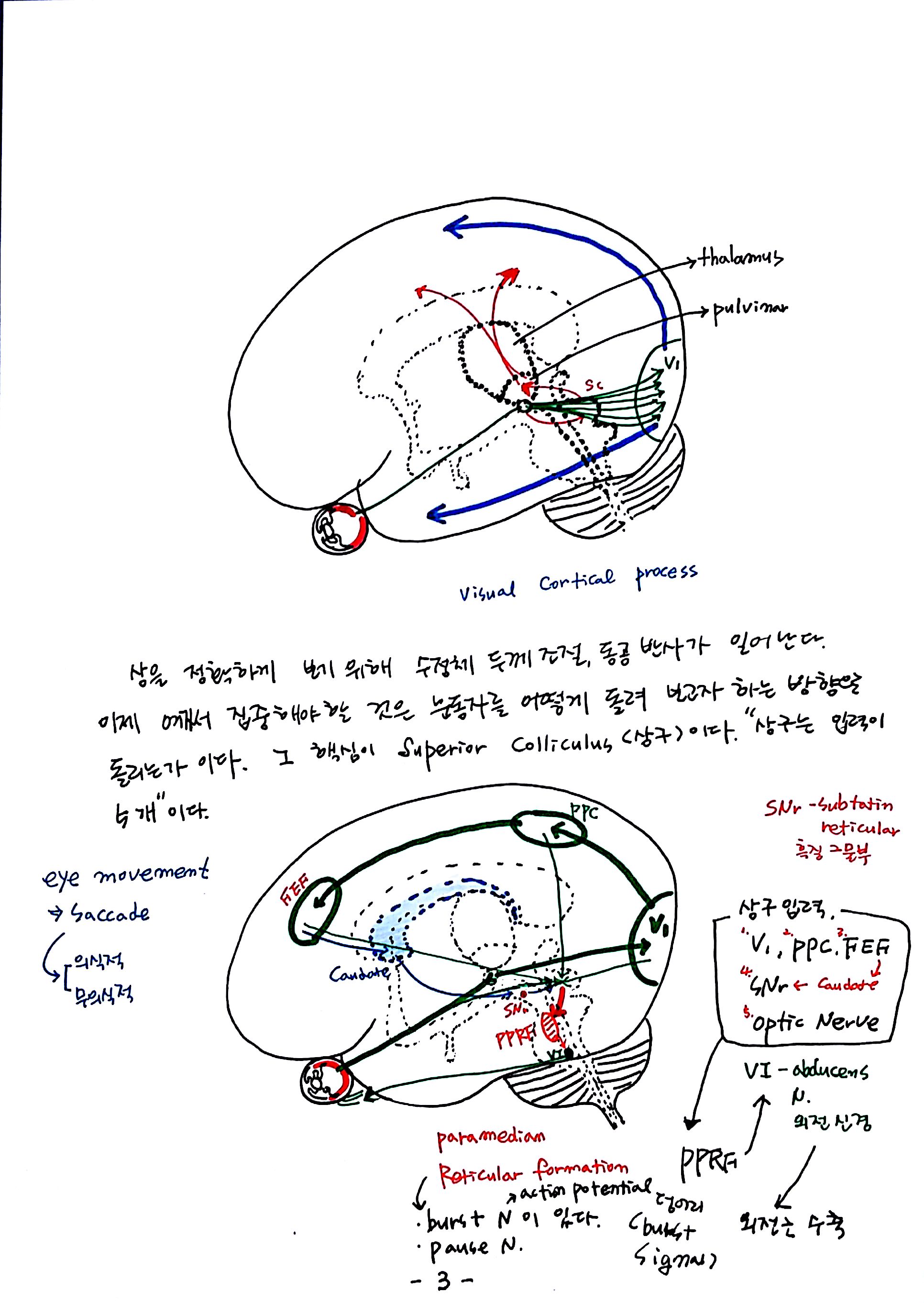 제 6회 특별한 뇌과학 2강 시각2 (3).jpg