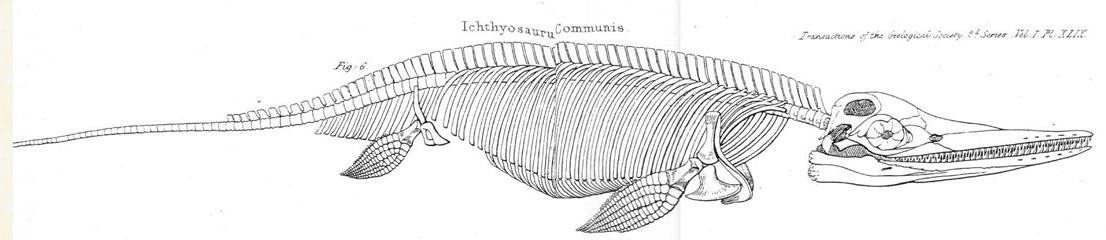 Conybeare_Ichthyosaur_1824.jpg