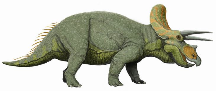 triceratops.JPG