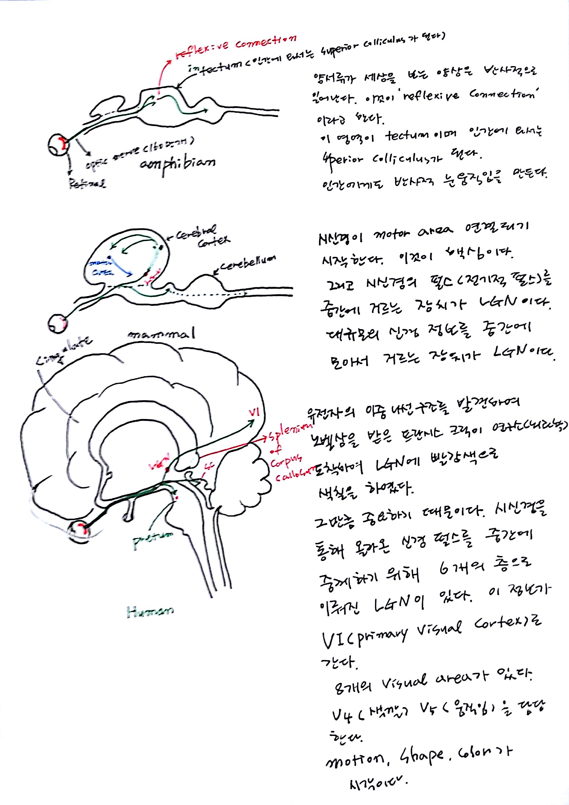 제 6회 특별한 뇌과학 1강 기억 (2).jpg