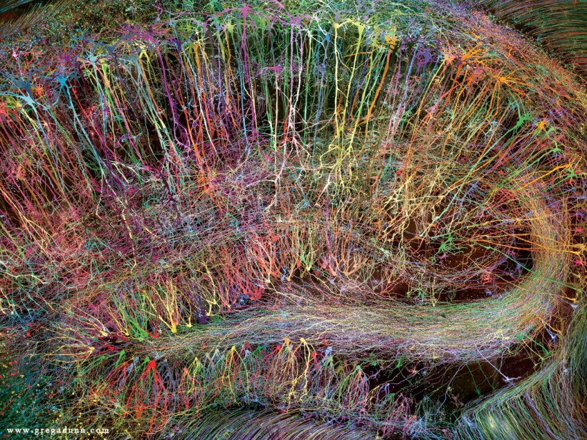 Brainbow-Hippocampus-rainbow-colors-large-848x636.jpg