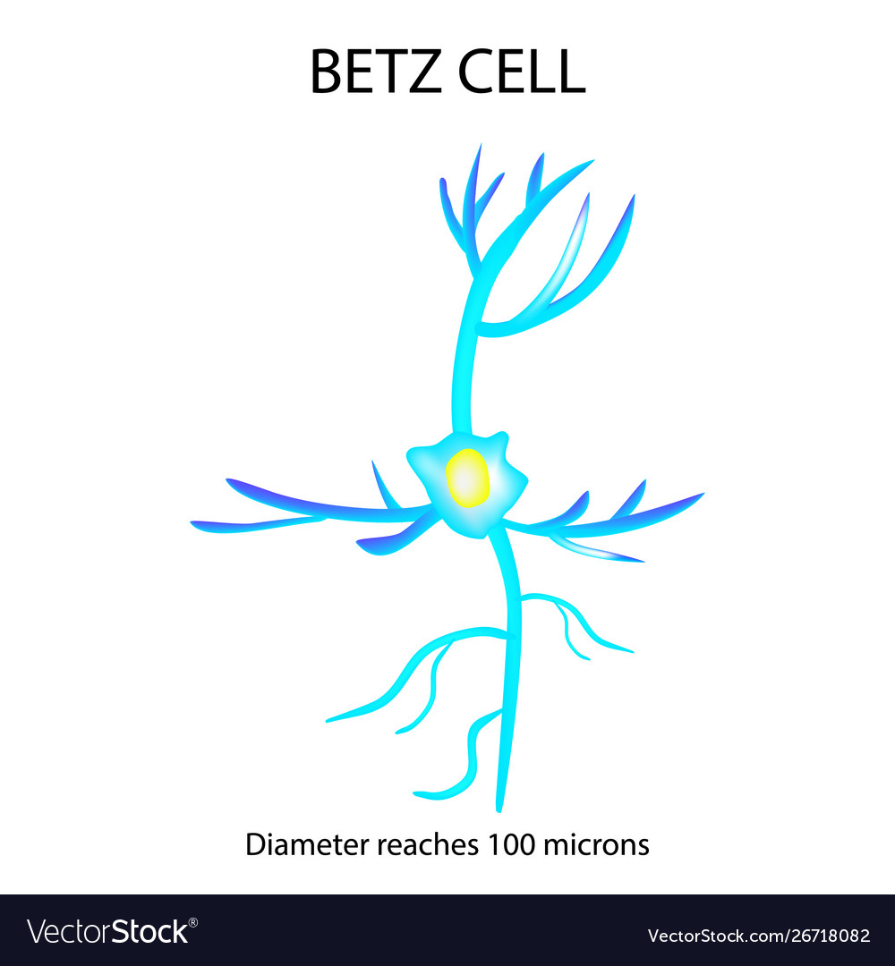 betz-cell-neuron-nerve-cell-infographics-vector-26718082.jpg