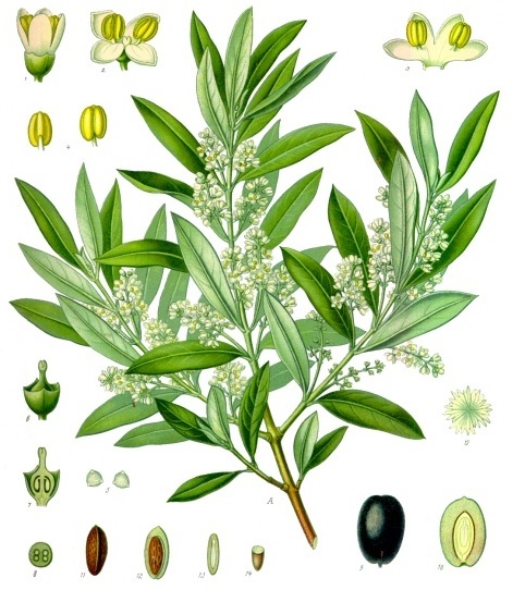 Olea_europaea_-_Köhler–s_Medizinal-Pflanzen-229.jpg