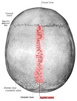 367px-Sobo_1909_46_-_sagittal_suture.png